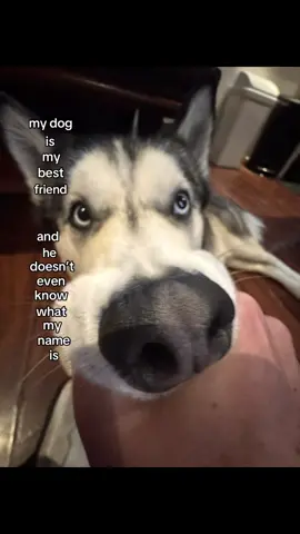 My boy!! 💙💙 #fyp #foryou #foryoupage #like #follow #share #bestfriend #dogsoftiktok #dog #trend #blueeyes 