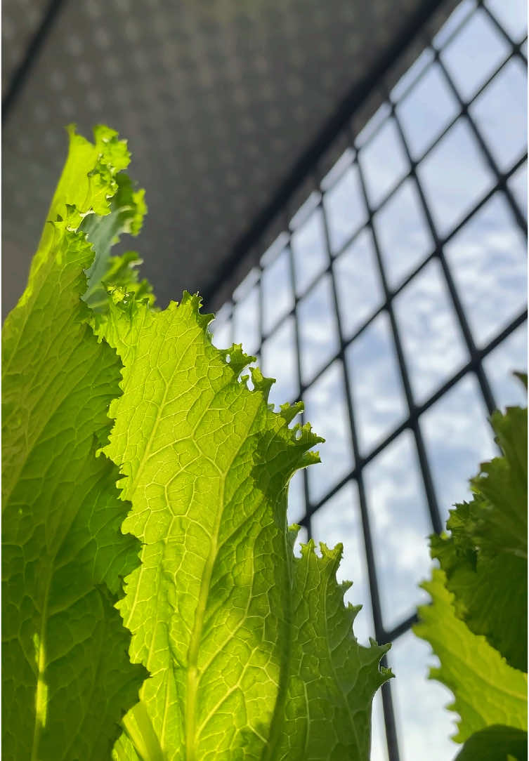 Ngắm rau sáng sớm tinh mơ, thành quả chăm chỉ từng ngày của chị nông dân 🥰🥬🥬 #fyp #xuhuongtiktok #binhyen #trongcaysanthuong #lamvuon #music #nongdan #vegetables 