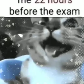 schools almost over yayayay :: #cats #CapCut #capcutedit #edit #catedit #sillycat #cattok #kittens #block13 #viral #xyzbca #abcxyz #trend #fyppppppppppppppppppppppp #fyp #foryoupage #foryou #silly #meme #lowqualitymemes #funnymeme #catmeme #memetok #capcuttemplate #memetiktok #dontflop