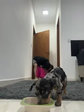 Um bebê reborn teria me defendido #dog #funny #memecut #dachshund #fyp 