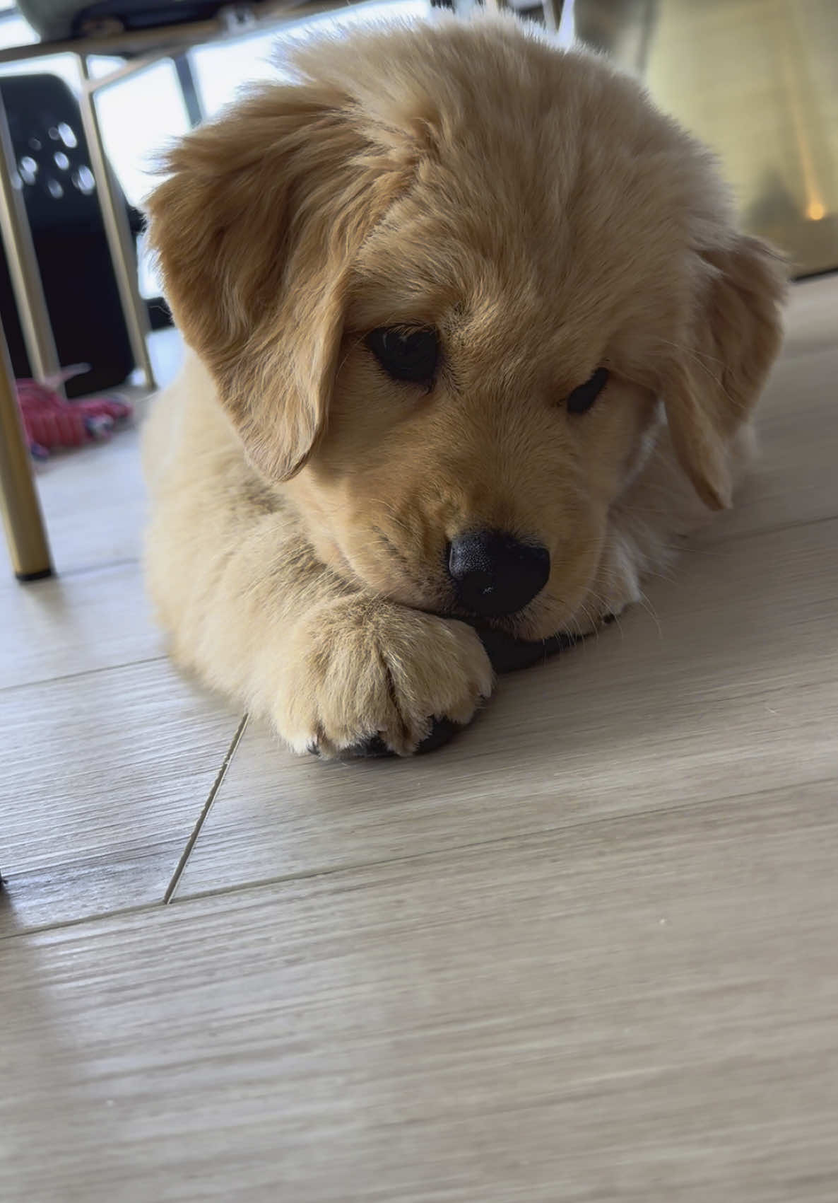 Ball:1 Maple:0 #goldenretriever #goldenpuppy #puppy #puppiesoftiktok 