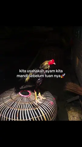 sudah mandi kah ayam mu#ayambangkoksuper #syxcba #fypage 