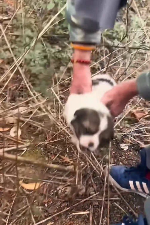 Rescue a puppy #rescue #animals #rescueanimals #rescuedog #puppy 
