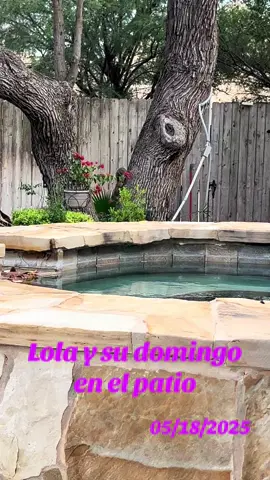 Lola mi ardilla 🐿️ #squirrel #squirrelrescue #ardillarescatada #lolalaardilla #squirrelsoftiktok #ardilla 
