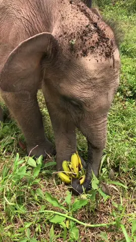 Yaa gituuu makan yang banyakk sitii biar cepet gede  #waykambas #waykambasnationalpark #fyp #private #privatetrip #minatkhusus #waykambasgehh #beranda #wisataalam #gajah 