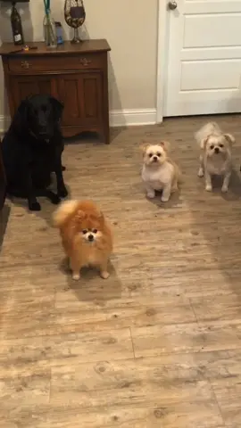 Frankie plays by his own rules 🥶 #afv #funnyvideos #dogs