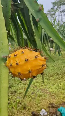 #PaloraGold - #Endemic #farming. . Best grade #pitahaya from the Ecuadorian #Amazon #rainforest 