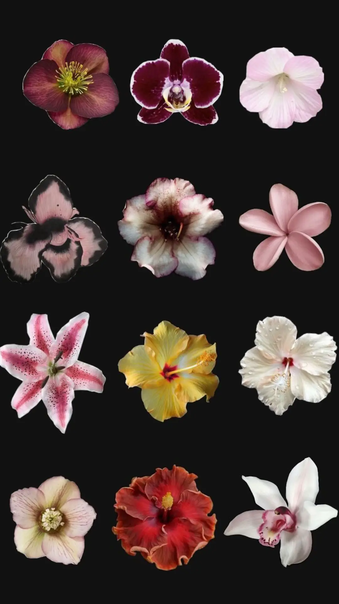 1- احفظي  اي صوره من الورود   2- بعدين روحي الصور علقي على اي ورده وحده بس اللي تبغيها  3- بيطلع نسخ انسخي روحي سناب حطي الصور اللي تبغي  ‏4- تستخدميها الورد عليها بعدين حطي لصق وتضبط .