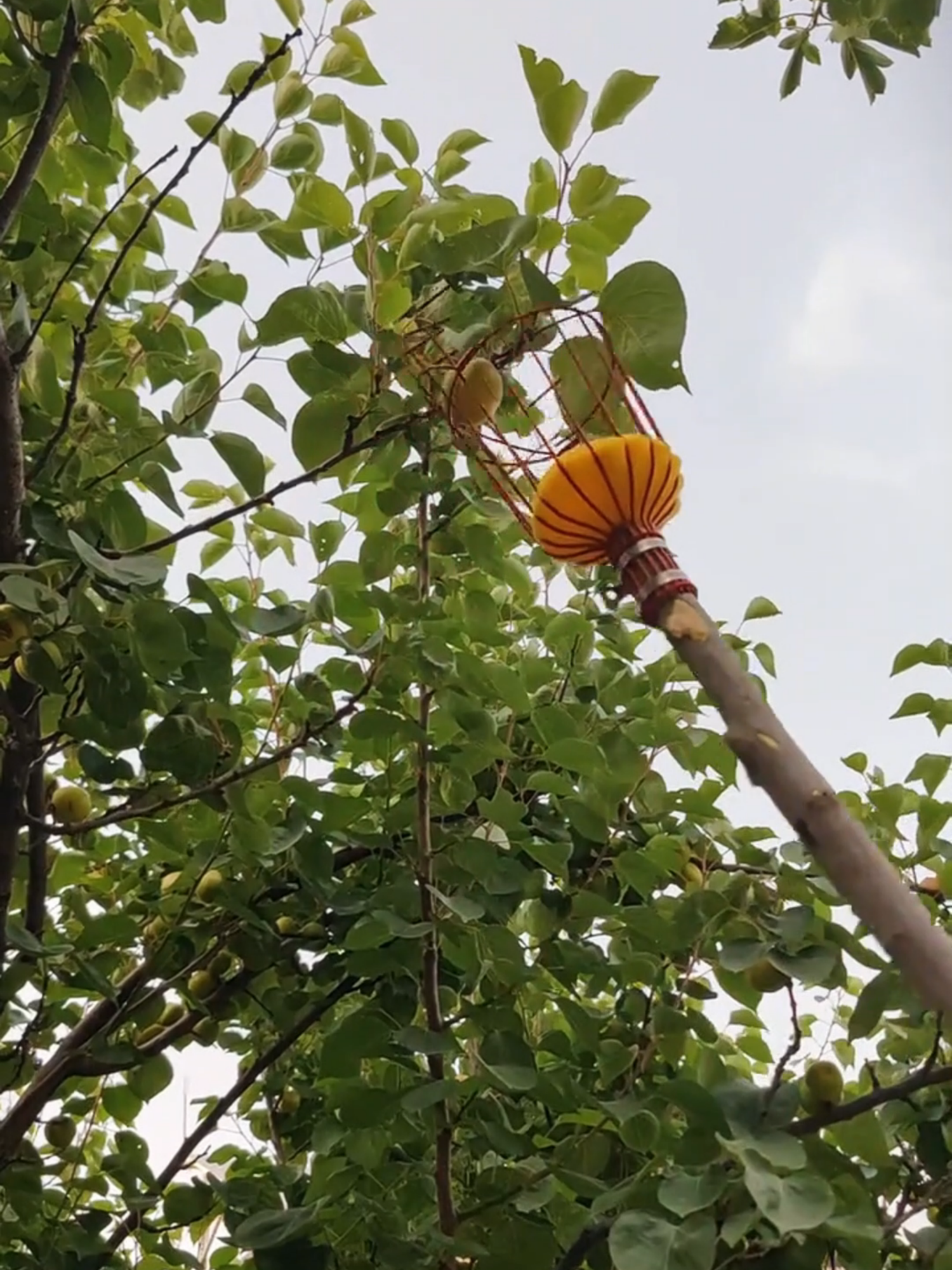 Từ nay hái trái cây trên cao không cần phải leo trèo nữa! Chỉ cần cây gậy + dụng cụ hái này, đứng dưới đất là hái được rồi! Tiện lợi, an toàn, không lo dập quả. #haitraicaytrencao #dungcuhaitraicay #xuhuong