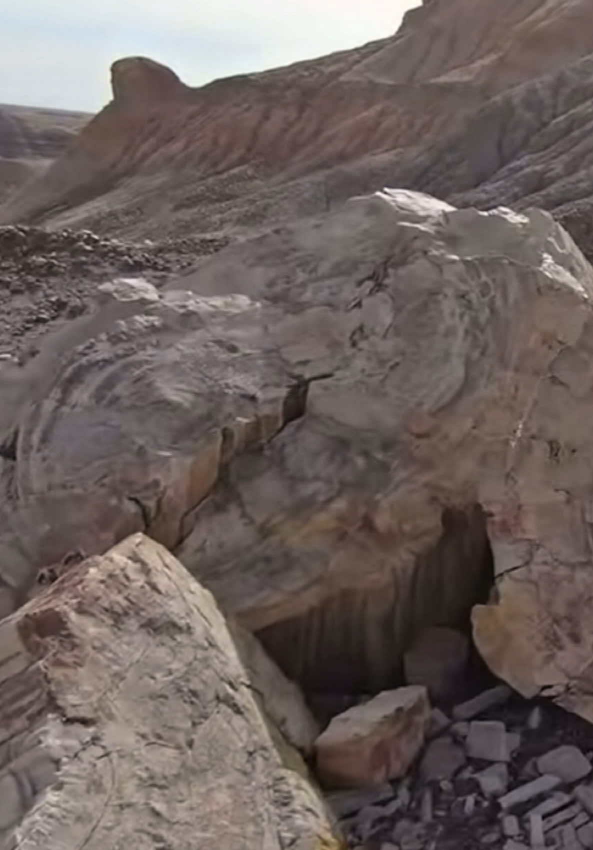 Petrified Forest — where our wood is as stiff as our resolve! #parktok #onlyparks #nationalparks 