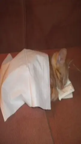 #me #sleep #bed #kitten #kittens