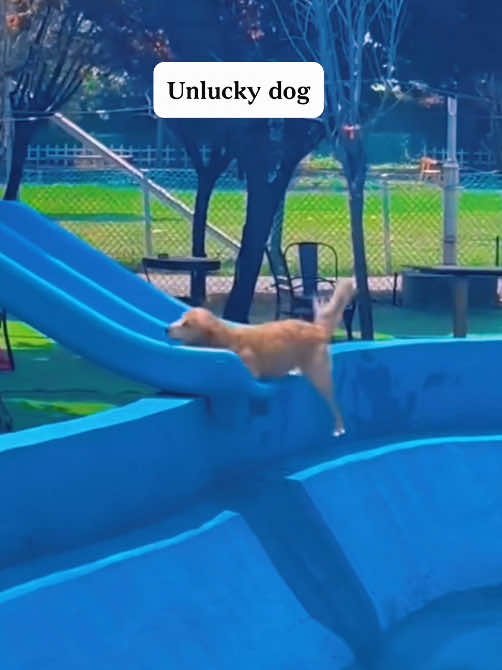 Unlucky dog 🤦‍♂️#funnydog #fyp #dogsoftiktok #foryou #lovedogs #puppy #cutedog 