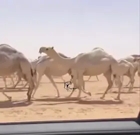 #الـوبال✔️ 