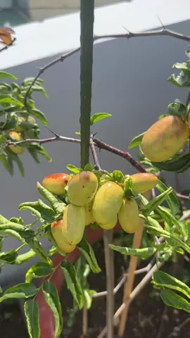 Tiger tooth #garden #Mây #vươnsanthuong #táotàu🍎 #táo 