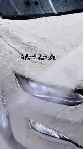 غسيل #سيارتي #سيارات #غسيل_سيارات #غسيل #غسيل #بنات #رخصة_قيادة #مدربة_قيادة #capcut #fyp 