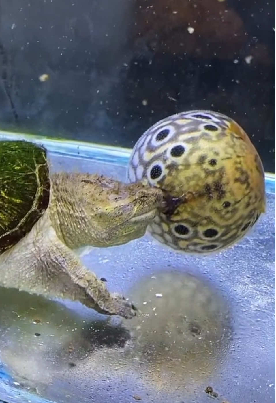PUFFERFISH DEFENSE FAIL! 🐢💥 Alligator Snapper vs Inflating Prey (When Fish Balloon Meets 1000 PSI Jaws) #UnderwaterThunder #ReptileASMR #FishDefense #BiteForceScience #PredatorVsPrey #AquaticShowdown   #PufferfishBalloon #SnapperStrike #MarineBiology #NoLiveFeed #TankLife   #UnderwaterCarnage #SwampPhysics #FishArmor #ReptileGourmet