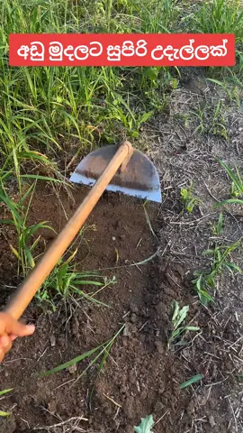 අඩු මුදලට සුපිරි උදැල්ලක් 🤩 #tools #gardening #onlineshopping #fyp #onemillionaudition #foryou #trending #srilanka 