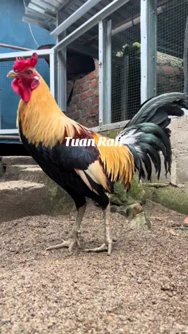 Pesona pejantan di kandang#fyp #perkumpulanayamelitsumateraselatan #xzycba 