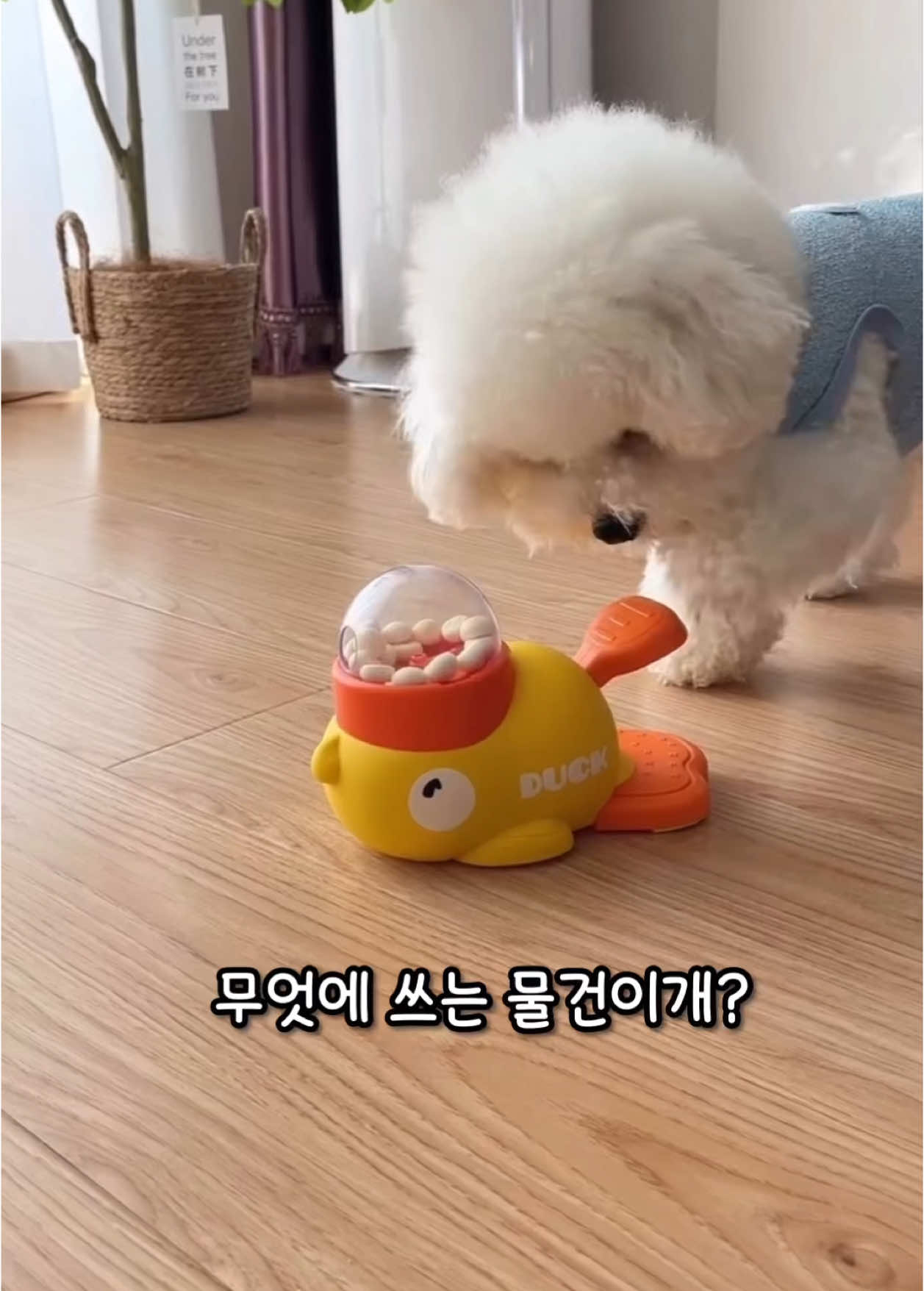 ✨ 삑삑! 오리 친구랑 냠냠 놀이! 🦆🐶 강아지 스낵볼 노즈워크 로켓 발사! 🚀 귀여운 오리 인형 속에 간식을 쏙! 😋 굴리면서 #스낵볼 놀이, 숨겨진 간식 찾으며 #노즈워크 훈련! 🚀 심지어 버튼 누르면 사료가 뿅! #로켓발사 기능까지?! 댕댕이 지루할 틈 없는 #꿀잼 장난감! 🐾 ✔️ 귀여움 폭발! 앙증맞은 오리 디자인에 삑삑 소리까지! ✔️ 두뇌 발달 UP! 킁킁 냄새 맡으며 똑똑해지는 #노즈워크! ✔️ 활동량 증가! 굴리고 쫓아가며 신나는 #스낵볼 놀이! ✔️ 훈련 효과 UP! #사료발사 기능으로 긍정 강화 훈련! ✔️ #핵인싸템 우리 댕댕이 #장난감 자랑각! #강아지장난감 #반려견장난감 #오리장난감 #스낵볼 #노즈워크 #사료발사기 #훈련용품 #강아지놀이 #댕댕이 
