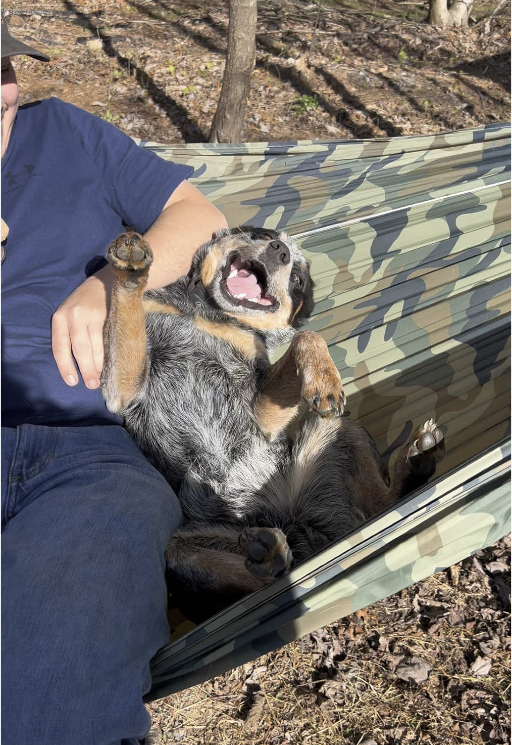 crackhead energy always😅🐾 #blueheelersoftiktok #cowboypup #cattledog #heelersoftiktok #funny #australiancattledog 