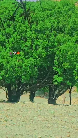 for you 🍁 💔 💖 💓 💗 ♥️ @🫀{عـمـر گلــــی }🫀 @Ⓜ️🅱️ شوقی بادشانور گل👁️‍🗨️ 