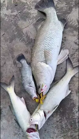 kakap putih 🐟 #kakapputih #mancingliar #Mancing #mancingmania #barramundi #xybca #fyp 