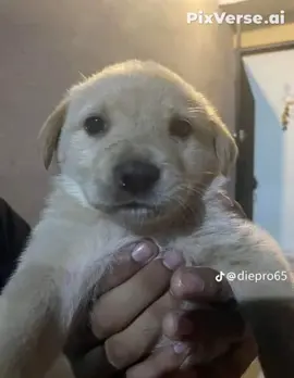 LA BENDICIÓN PAPI