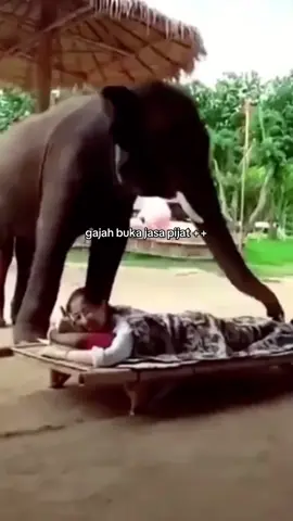 Membalas @•Yoshi'sgirl•Kanemoto apapun itu, harus bangga kak krn gajah itu berbakat, contohnya buka jasa pijat seperti ini wkwk #gajahcore #anakgajahcore #gajahlucu #gajahmemijat #anakgajahditabraktruk #gajahmalaysiaviral #anakgajahmatidimalaysia 