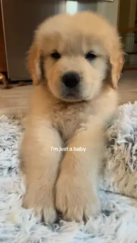 🧸 #goldenretriever #puppy #puppylife 