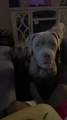 😆#canecorso #bandog #dogs 