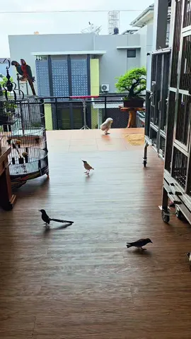 konco ku oakeh..😁 🐦🦜🦉🦅🐦‍⬛ #fyp #fyppppppppppppppppppppppp #fypviral #kicaumania #storyofth #tedyhuang #jensinanesia #jensinanesia #hobbylaki 