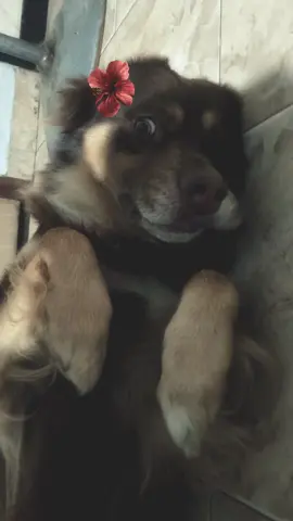 panchito 🌭 #CapCut #paratii #paratiiiiiiiiiiiiiiiiiiiiiiiiiiiiiii #videoviral #fyp #viral_video #perrito 