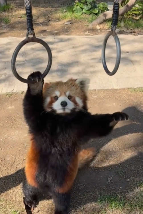 Cute red pandas🥰#cure #fpyシ #foryou #happy #Love #funny #redpanda 