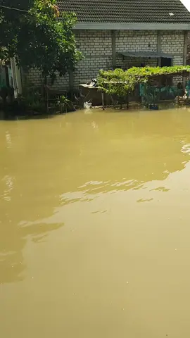 Rausah takon banjir ke piro😊 #banjir #banjirtuban #tubanjawatimur #bengawansolo #luapansungai #pantaibaru #wisatagratis #prayfor #beranda #foryou 