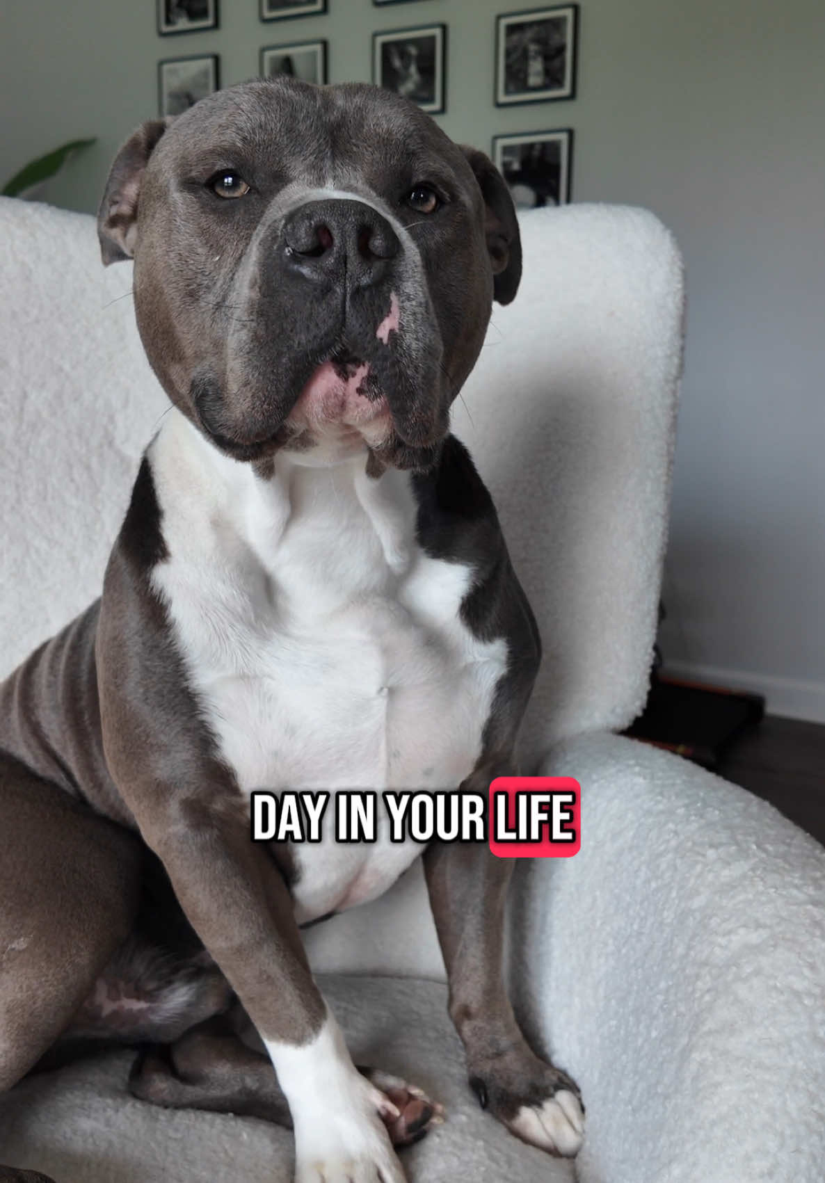 Wish I had my dog’s genetics 😭😭 #CapCut #dog #funny #viral 
