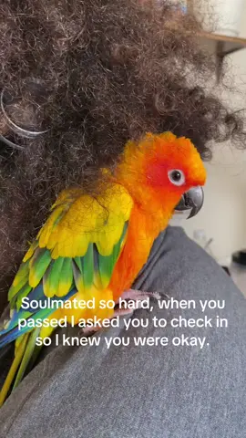My bird baby #petloss #soulmate #relateable #fyp