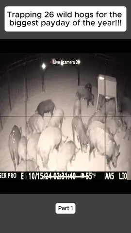 #smallwildboar #wildboartrap #largewildboar #wildboar 