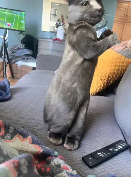 Nightmare fuel with bunny 