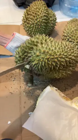 Khui trái sầu riêng thái chín rụng  #saurieng #saurienglongkhanh #nhiemtu #sendalongkhanh 
