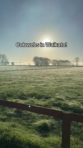 Cobwebs in the Waikato, and other parts of New Zealand, are often the result of spiders 