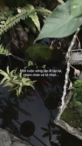 …#tamtrang #story 