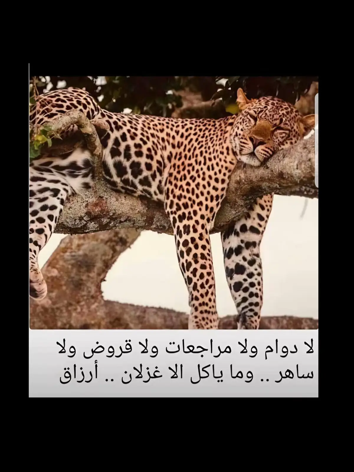 #اكسبلورر_explorer 