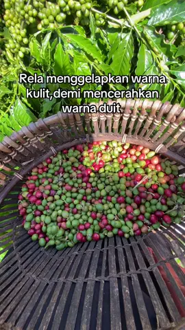Warna merah lebih mempesona #petaniindonesia🇮🇩🇮🇩🇮🇩 #petanimuda #petanikopi 