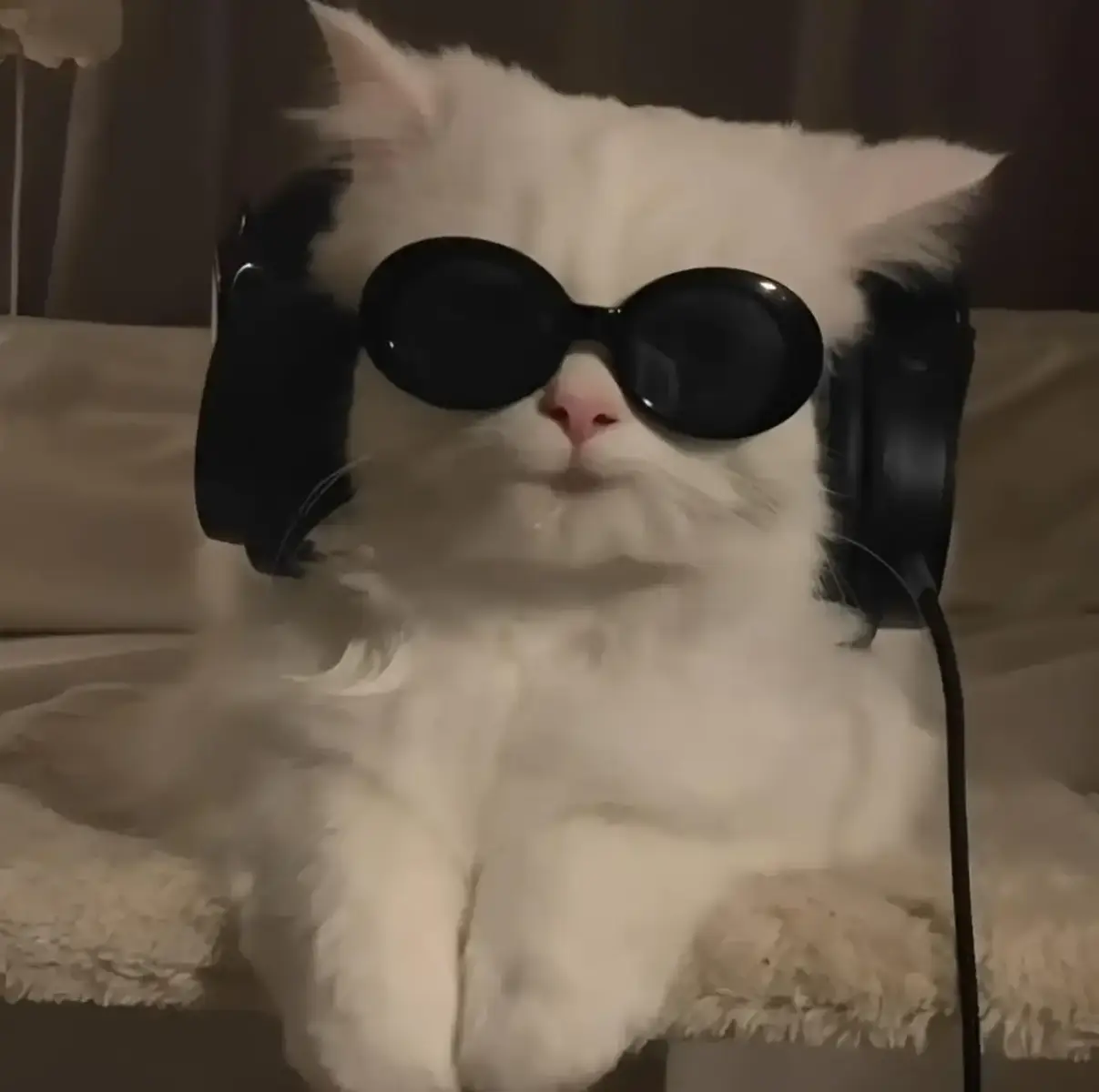 Part 1|cat profile picture #profile #fypシ゚ #fyp #viral #catsoftiktok #catpicture #catpics #pics 