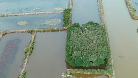Có thể bạn chưa biết:Cái Nước cũng có vườn cò#mavic3classic #xhtiktok 