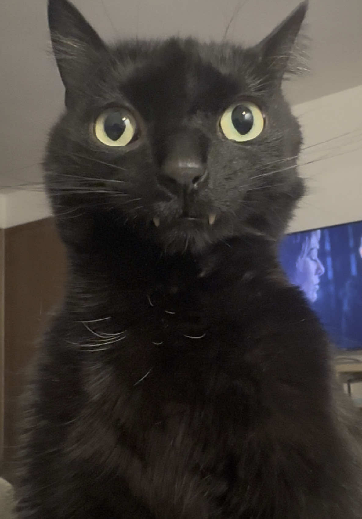 goober #squid #cat #fyp #catsoftiktok 