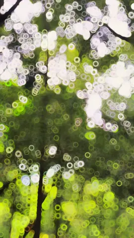 🌿 🐝 🦉 🦋 🇲🇲 #myanmartiktok #CapCut 