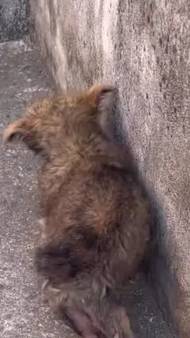 #dog #rescuedog #poordog #fyp 