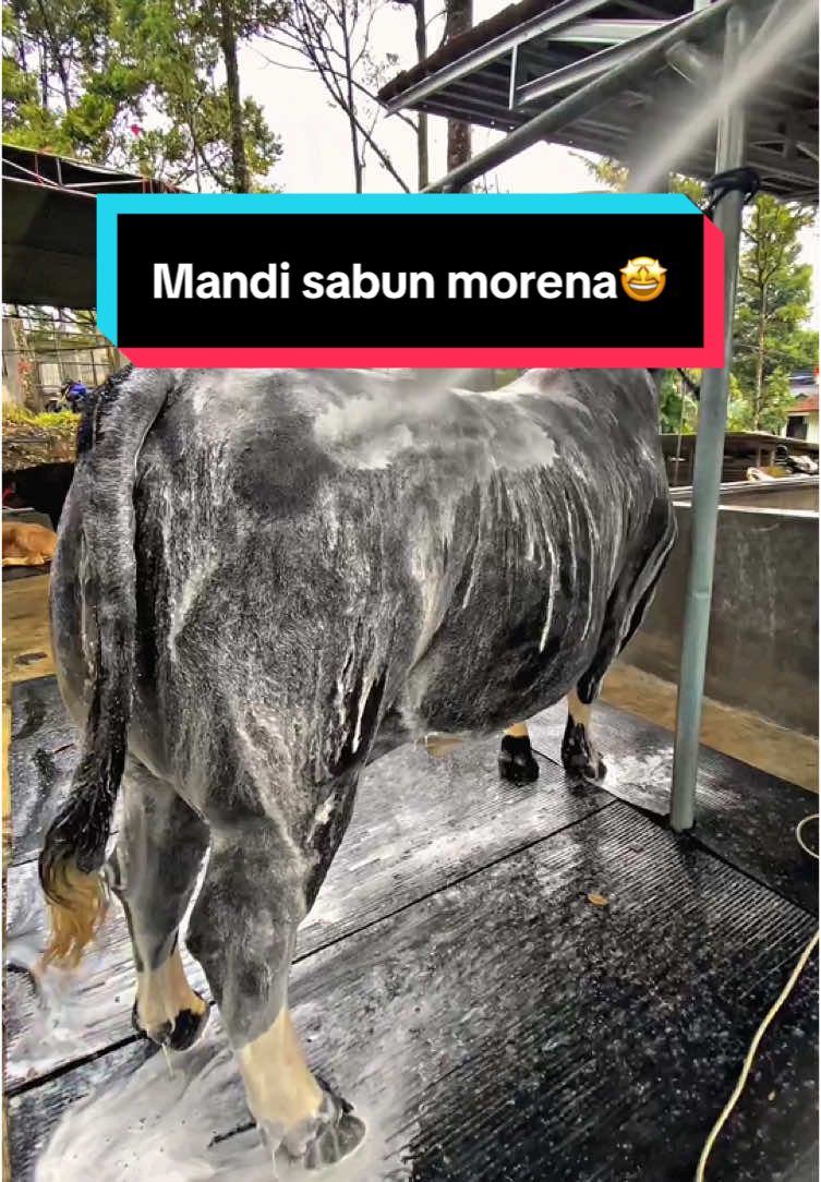 Sapi juga butuh mandi sabun makin bersih dan sehat 😜🔥 Semoga bisa di lirik bapak #prabowosubianto 🫡 Morena  Bb 1,1tonup  Ready minat bisa langsung DM✨ #sapi #sapijumbo #sapiqurban #sapiviral #sapingamuk #sapilimosinsuper #sultan #sapisimental #terendingtiktok #terending #teren #fypage #fyppppppppppppppppppppppp #fypシ゚ #fyppp #fyp #prabowo #gerindra #viralllllll #tiktok #pejabat #mandi #sapiindonesia #viralkan @gerindra 