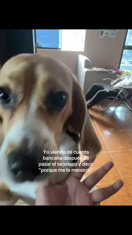 Basado en hechos reales >>> #beagle #paratiiiiiiiiiiiiiiiiiiiiiiiiiiiiiii #fyp #migajera 